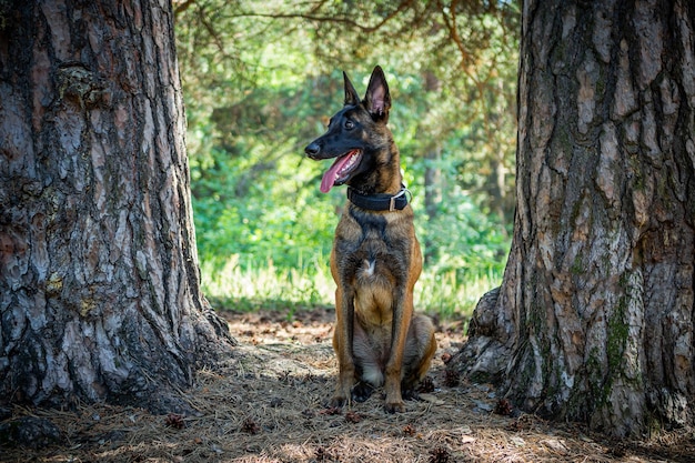 Ritratto di un cane da pastore belga in una passeggiata in un parco verde