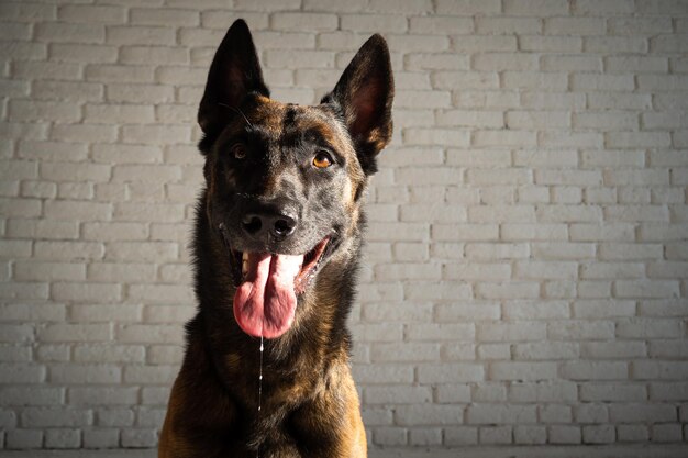 Ritratto di un cane da pastore belga isolato Foto in studio su un muro di mattoni bianchi