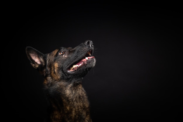 Ritratto di un cane da pastore belga su uno sfondo nero isolato Studio shot closeup