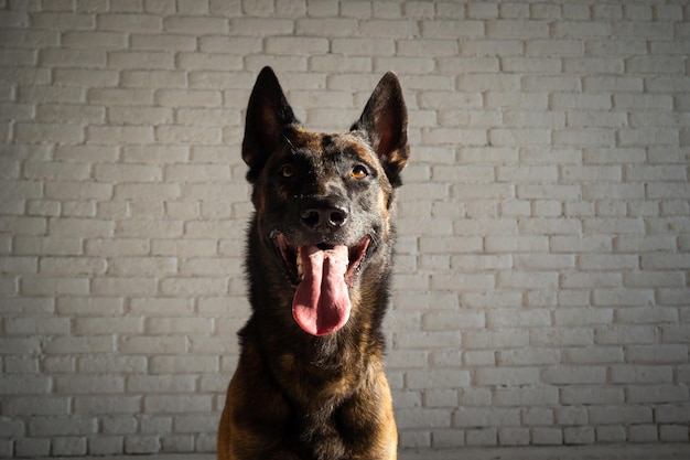 Ritratto di un cane da pastore belga