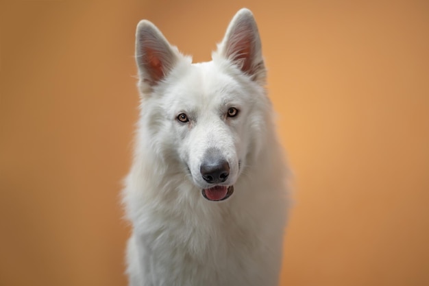 Ritratto di un cane da pastore svizzero bianco su sfondo arancione