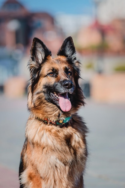 Ritratto di un cane da pastore tedesco. Cane all'aperto. Cane di razza.