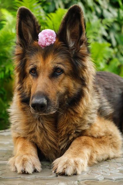 Ritratto di un cane da pastore tedesco con fiore di rosa dietro l'orecchio sdraiato sul marciapiede