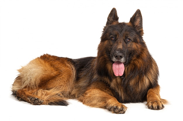 Ritratto di un cane da pastore tedesco isolato su sfondo bianco