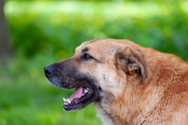 Ritratto di un cane da vicino su uno sfondo di erba verde