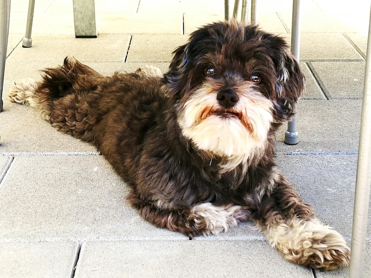 Foto ritratto di un cane da vicino
