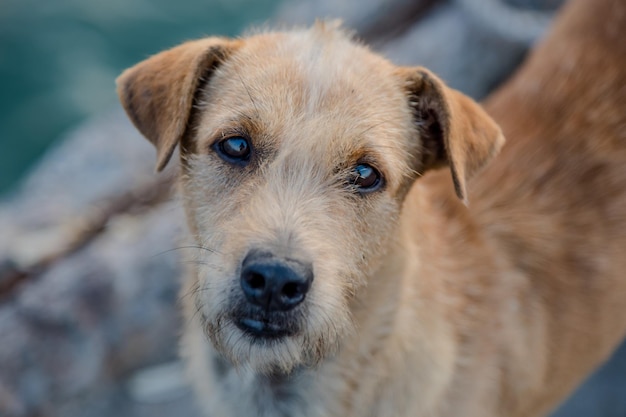 Ritratto di un cane da vicino