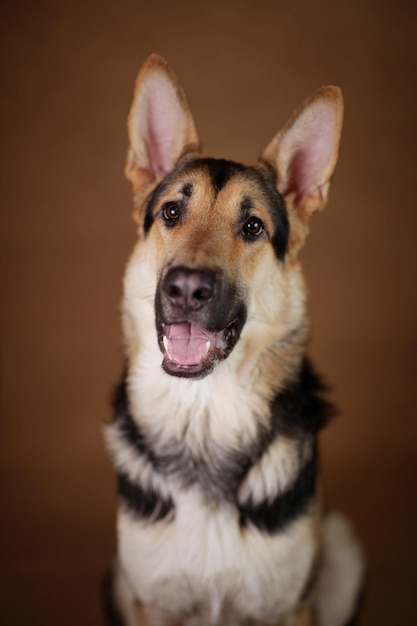 Ritratto di un cane da vicino