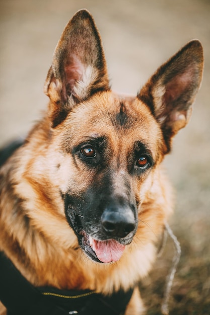 Ritratto di un cane da vicino
