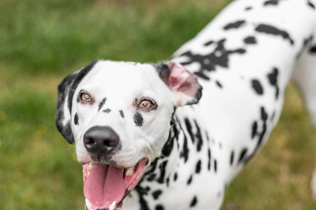 Ritratto di un cane da vicino