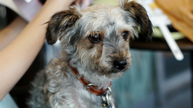Ritratto di un cane da vicino