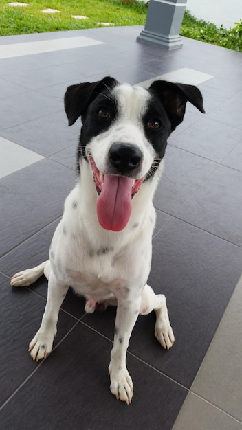 Ritratto di un cane da vicino