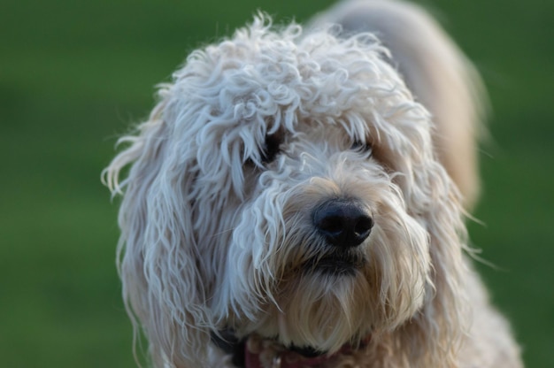 Ritratto di un cane da vicino