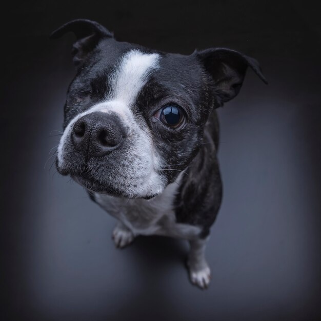 Ritratto di un cane da vicino