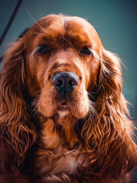 Ritratto di un cane da vicino