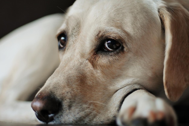 Ritratto di un cane da vicino