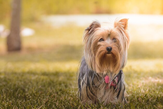 Ritratto di un cane da vicino