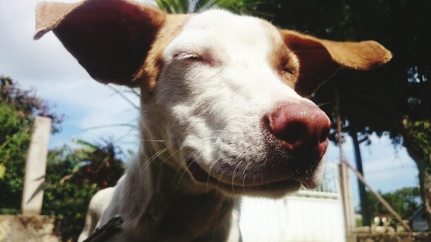 Ritratto di un cane da vicino