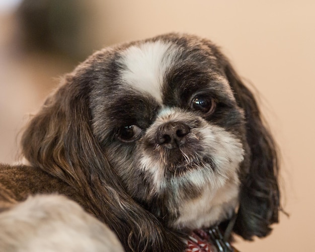 Ritratto di un cane da vicino
