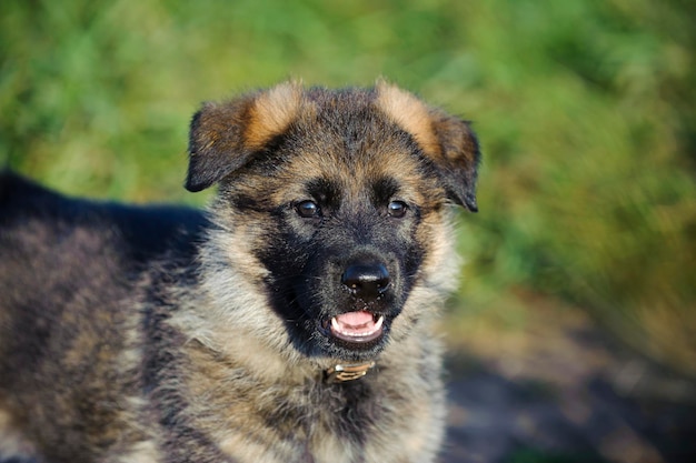 Ritratto di un cane da vicino