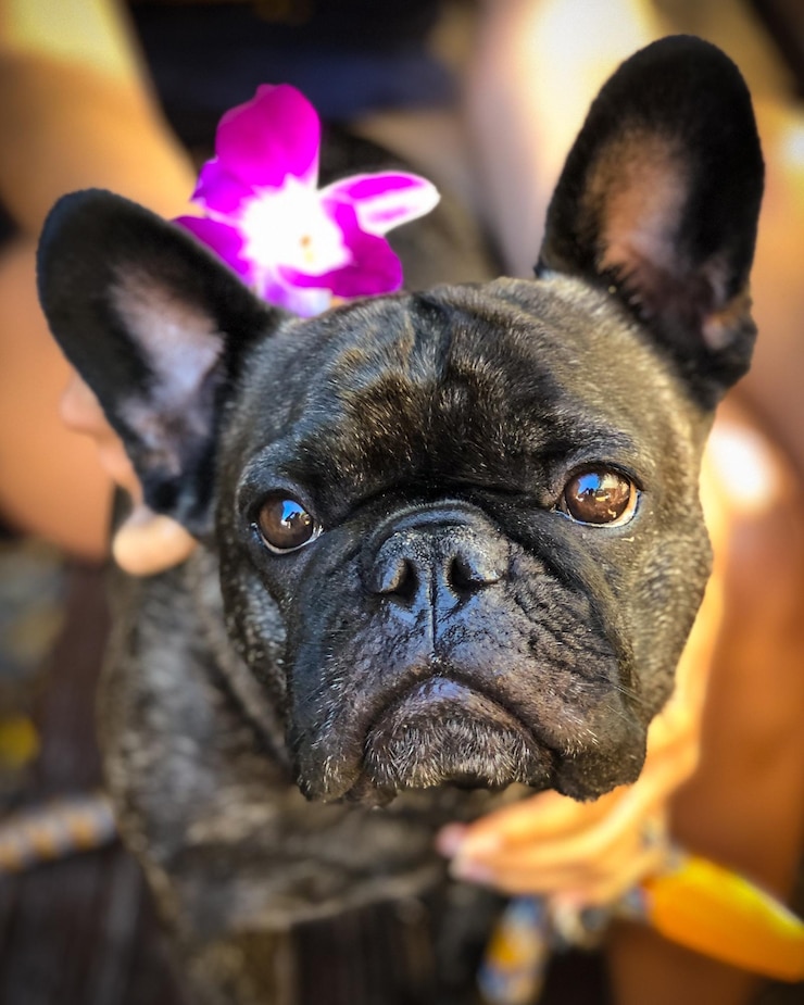 Foto ritratto di un cane da vicino