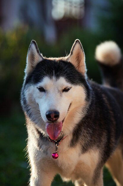 Ritratto di un cane da vicino