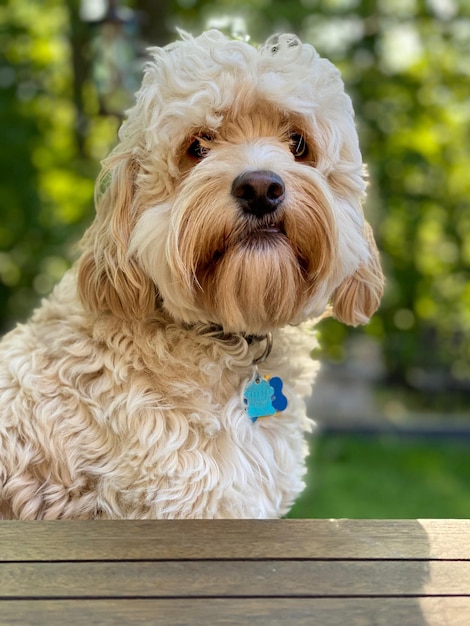 Ritratto di un cane da vicino