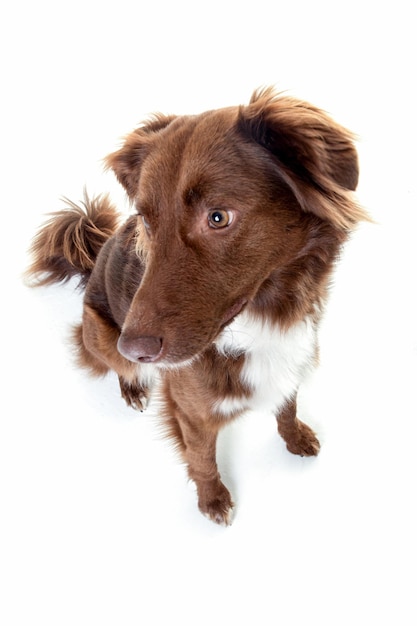 Ritratto di un cane da vicino