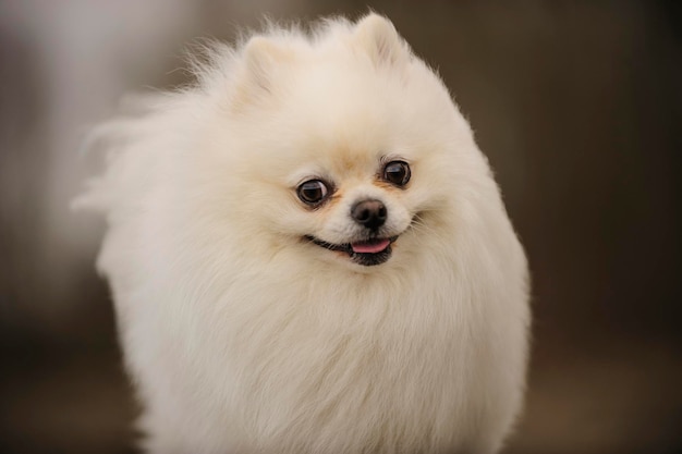 Ritratto di un cane da vicino