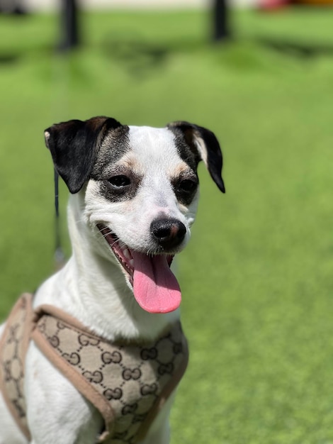 Ritratto di un cane da vicino