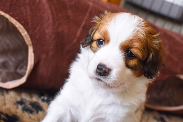 Ritratto di un cane da vicino