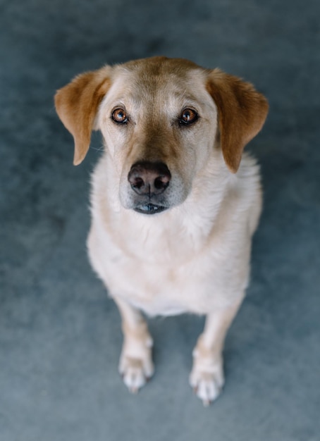 Ritratto di un cane da vicino