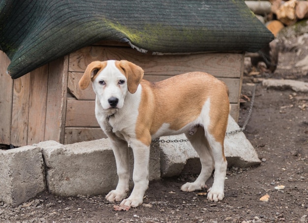 Ritratto di un cane da vicino