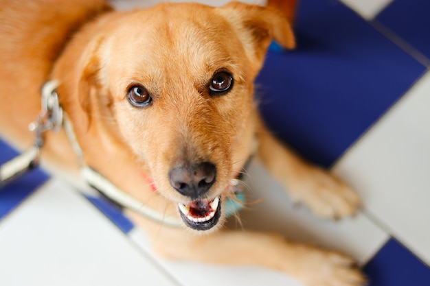 Ritratto di un cane da vicino