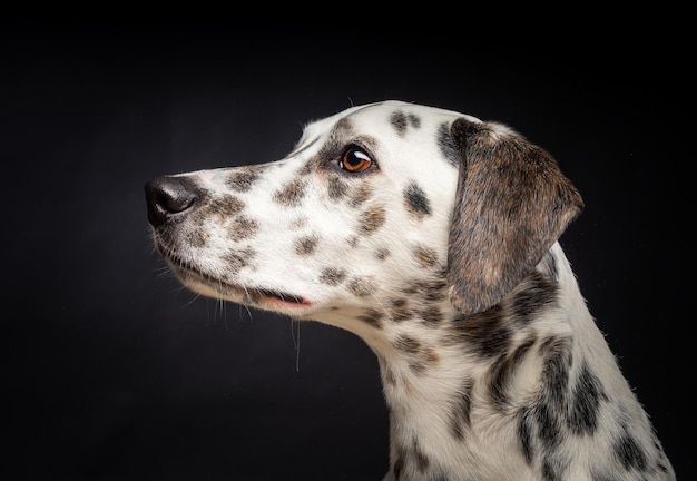 Ritratto di un cane dalmata su uno sfondo nero isolato