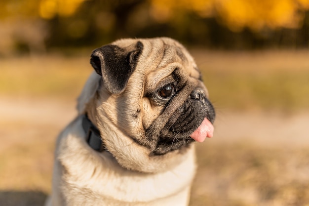 Ritratto di un cane del carlino che si siede nel parco di autunno sulle foglie gialle