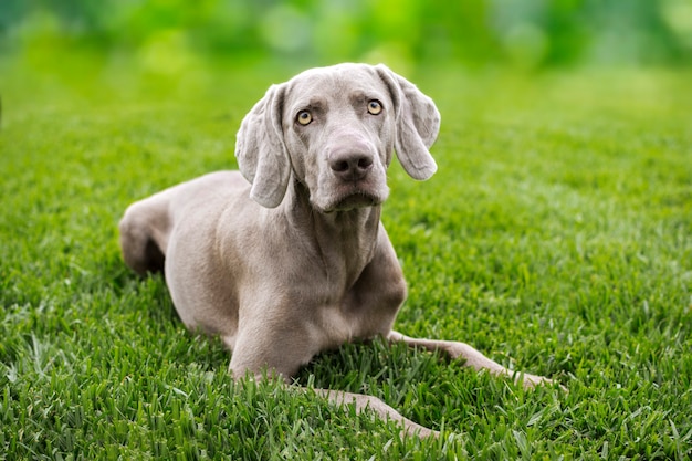 Ritratto di un cane della razza Braco de Weimar, Weimaraner.