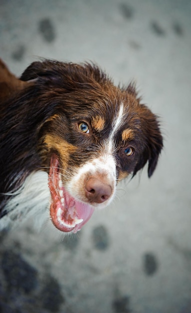 Ritratto di un cane di montagna bernese