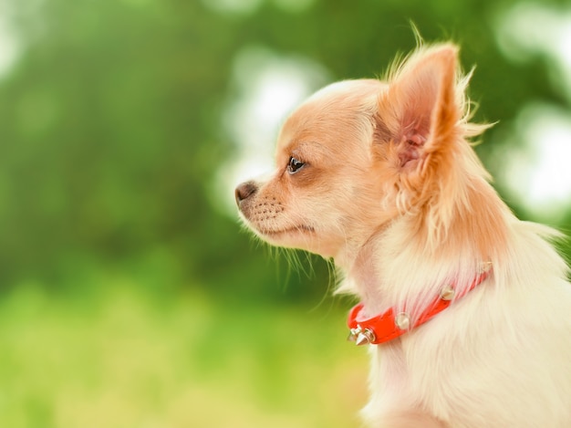 Ritratto di un cane di razza Chihuahua a pelo lungo bianco. Cane con un collare.