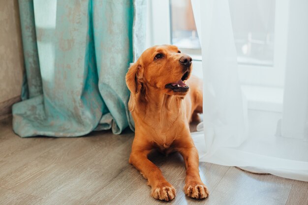 Ritratto di un cane di razza Cocker Spaniel inglese, a casa