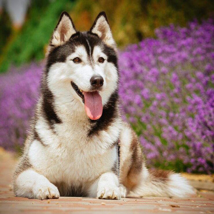 Ritratto di un cane di razza Siberian Husky.