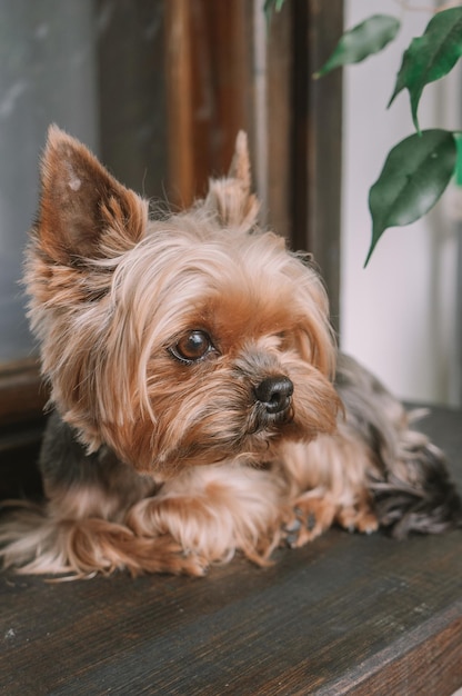 Ritratto di un cane disteso sul pavimento a casa