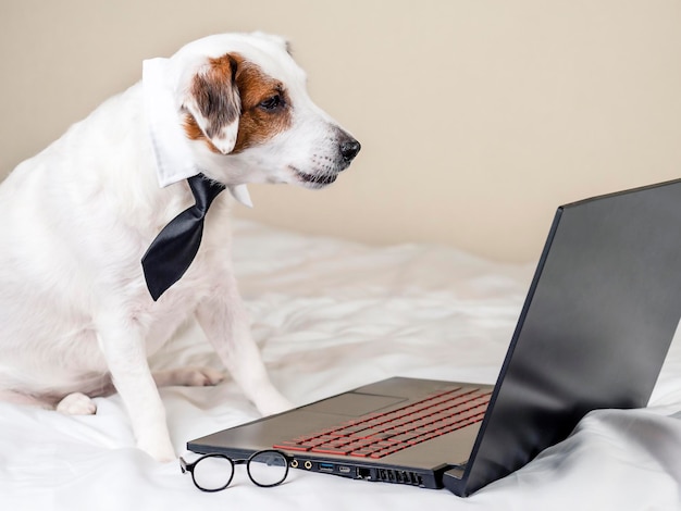 Ritratto di un cane divertente in cravatta che guarda un laptop Il concetto di comunicazione funziona online