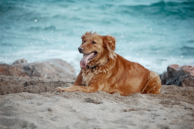 Ritratto di un cane divertente sulla spiaggia