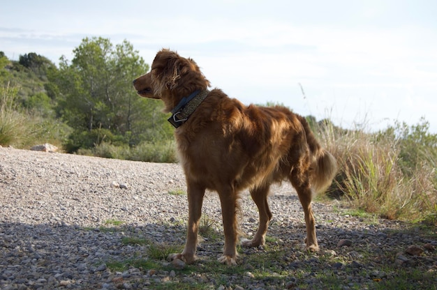 Ritratto di un cane Golden Retriever in montagna