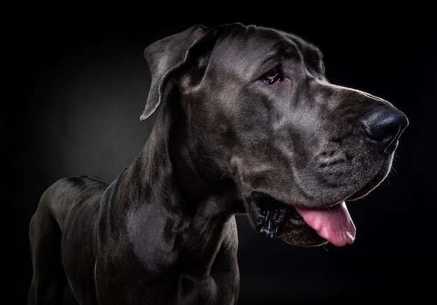 Ritratto di un cane Great Dane su uno sfondo nero isolato Girato in studio in una chiave scura