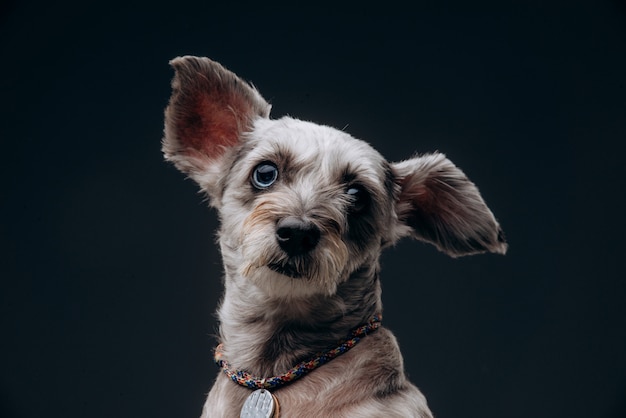 Ritratto di un cane grigio divertente con occhi multicolori