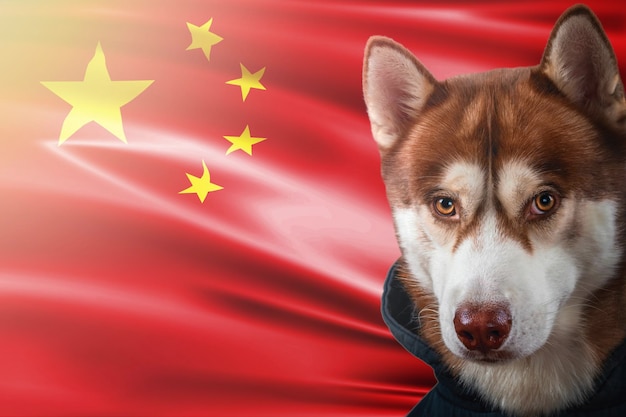 Ritratto di un cane husky rosso sullo sfondo della bandiera nazionale della Cina