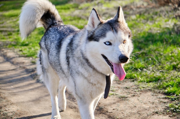 Ritratto di un cane husky siberiano con occhi multicolori in un parco naturale.