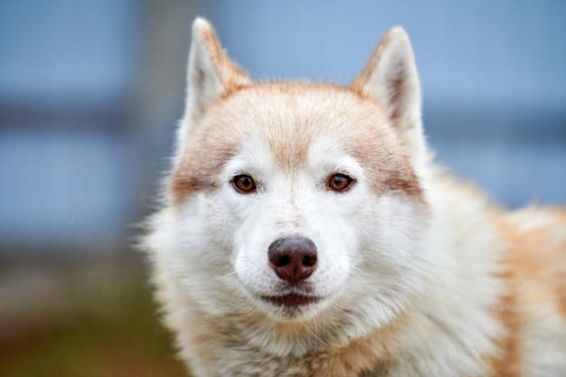 Ritratto di un cane Husky